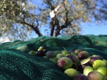 Manifestazione di Interesse raccolta olive 2024